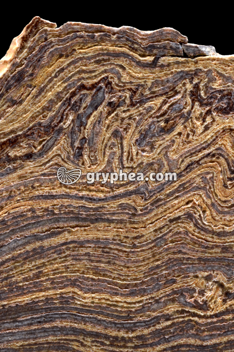 Coupe de stromatolite - détail (largeur = 6 cm) - gryphea.org